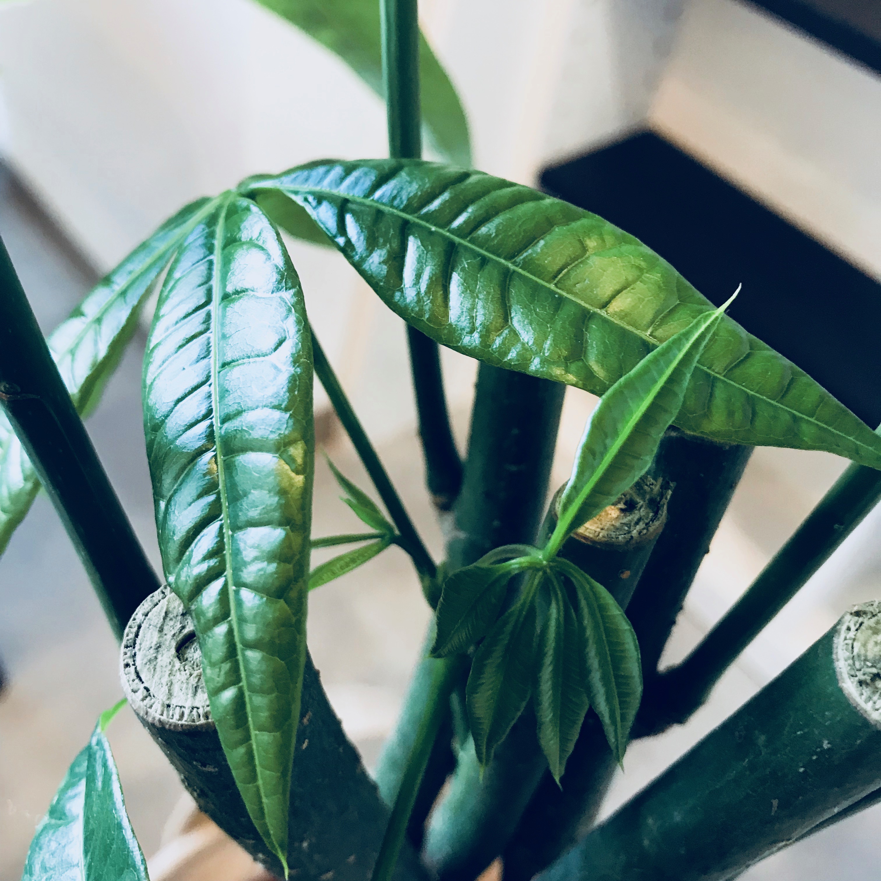 Chill Hair緑化計画part５ やっと出会えましたー 郡山 開成の女性もメンズの方でもくつろげる美容室chill Hair チルヘアー 髪質改善 ヘッドスパ エイジングケア